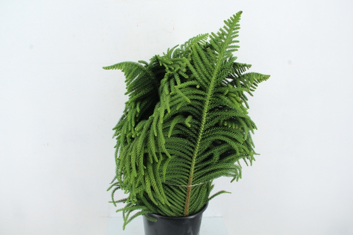 <h4>ARAUCARIA 1KG</h4>