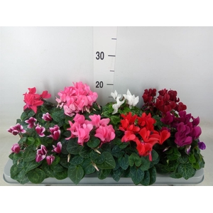 Cyclamen KL 'Carino'