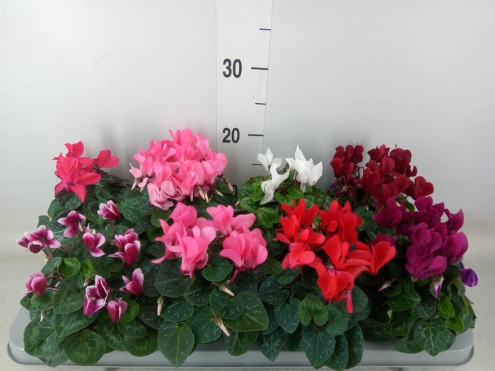 <h4>Cyclamen KL 'Carino'</h4>