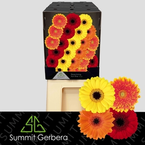 Germini Mix Dream Orange Diamond