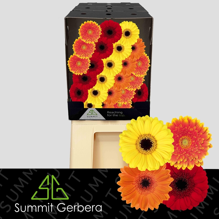 <h4>Germini Mix Dream Orange Diamond</h4>