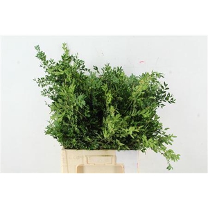 BUXUS SEMPERVIRENS PER BUNCH