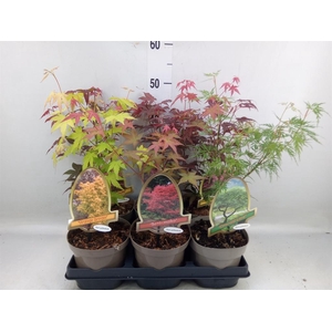 Acer palmatum