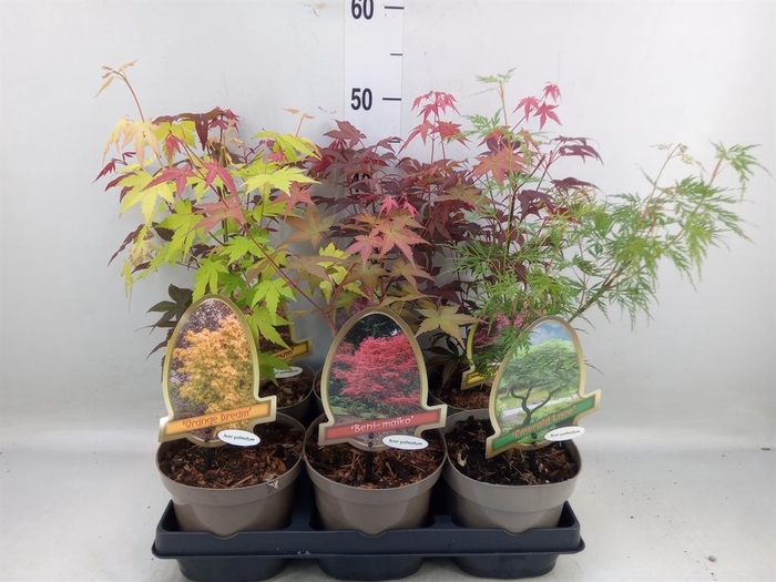 Acer palmatum