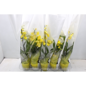 ONCIDIUM ALOHA P12