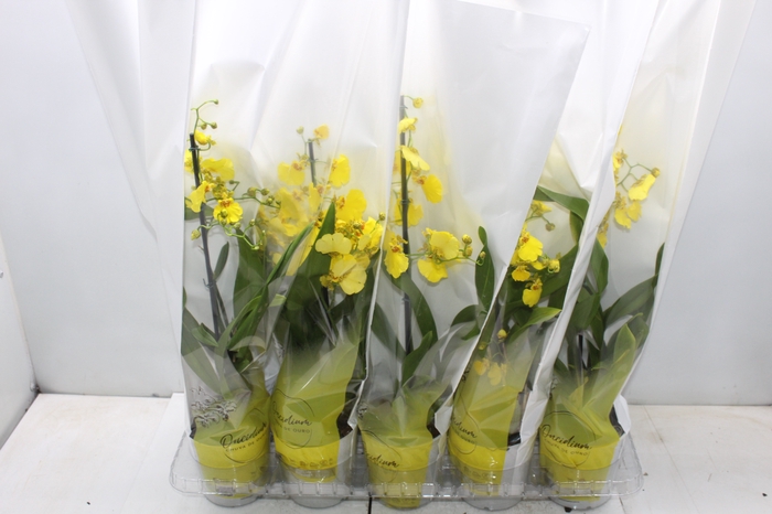 <h4>ONCIDIUM ALOHA P12</h4>