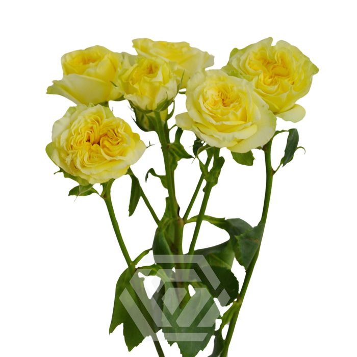 <h4>R TR FIBONACCI GIOCONDA Tessa</h4>