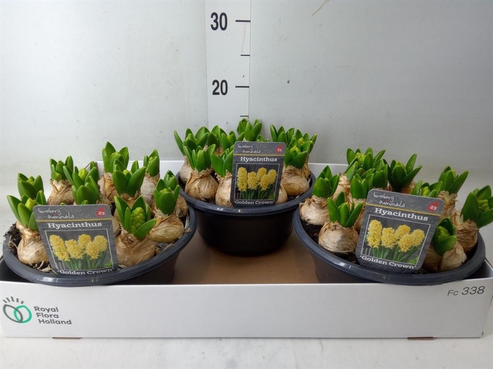 <h4>Hyacinthus orie.   ...</h4>