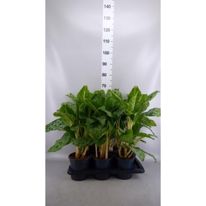 Aglaonema GB 'Peacock'