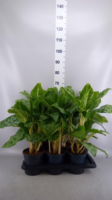<h4>Aglaonema GB 'Peacock'</h4>
