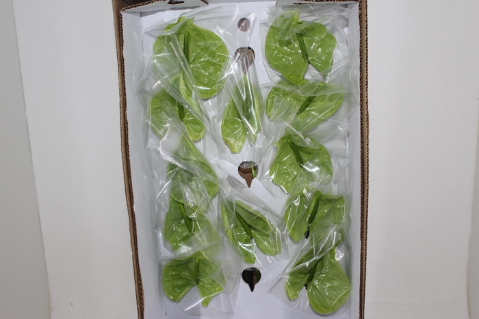 <h4>ANTHURIUM MIDORI 9/11 035 CM DIAM MIN 9 CM VERDE</h4>