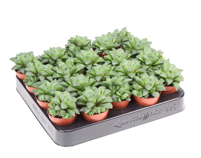 <h4>Haworthia retusa mini AL5028</h4>