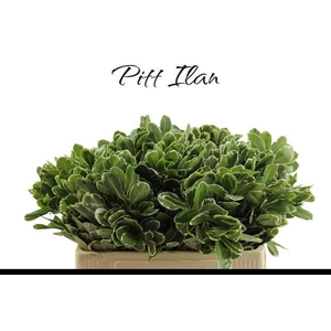 Pittosporum Ilan