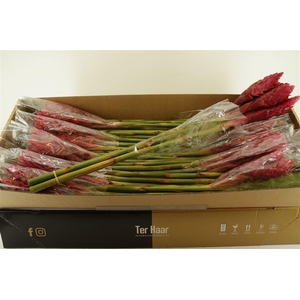 Alpinia Purpurata Red