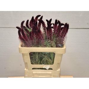 LYSIM ATROPURPUREA