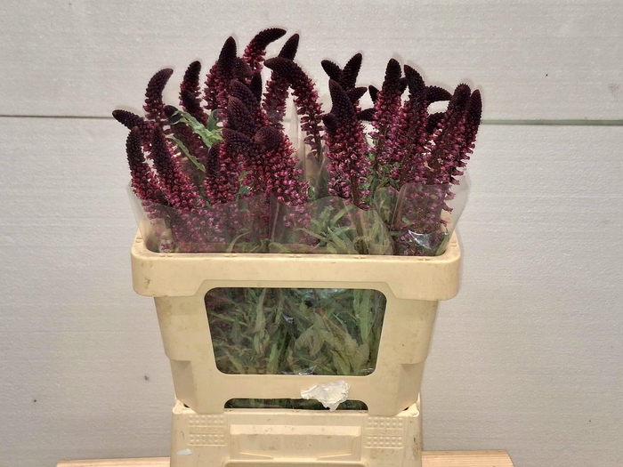 <h4>LYSIM ATROPURPUREA</h4>