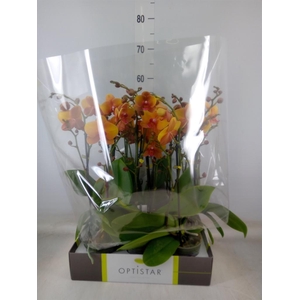 Phalaenopsis   ...orange