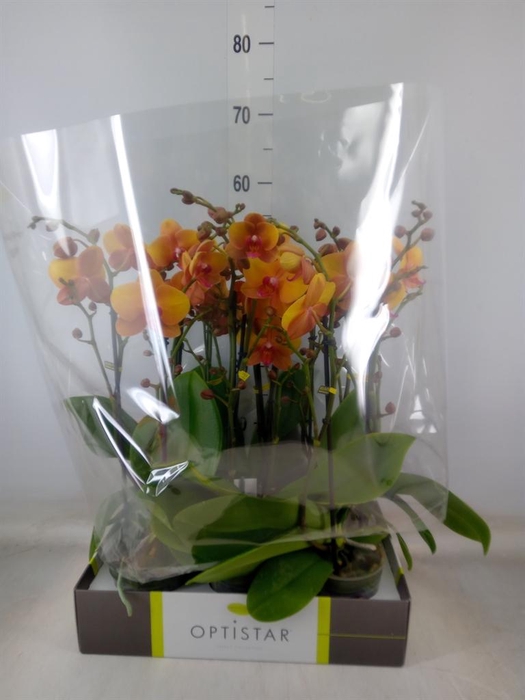 <h4>Phalaenopsis   ...orange</h4>