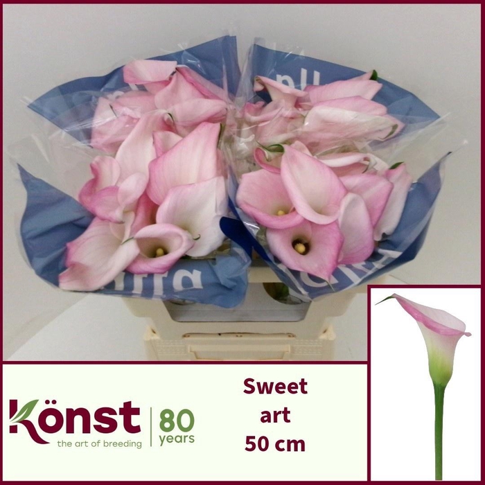 <h4>ZANT SWEET ART</h4>