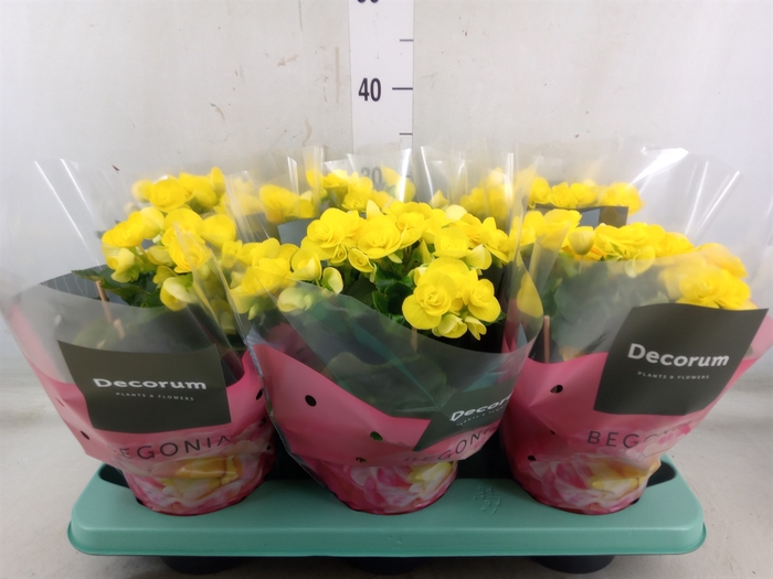 <h4>Begonia elat. HL 'Rebecca'</h4>
