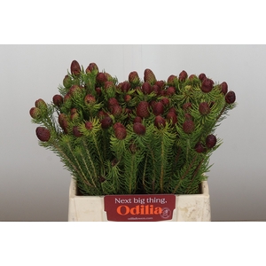 Kaaps Groen Cumosum