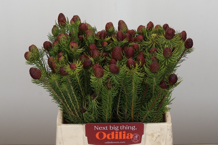 <h4>Kaaps Groen Cumosum</h4>