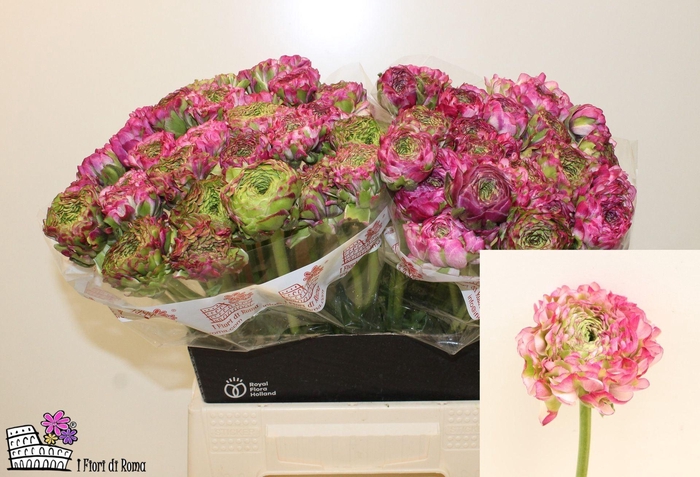 <h4>Ran Pon-Pon Malva</h4>