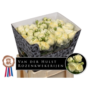 R Tr Ayala Hulst