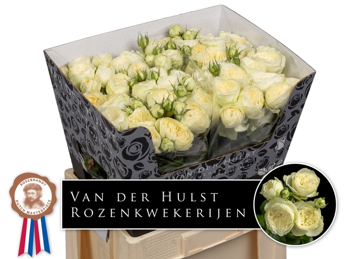 <h4>R TR AYALA!</h4>