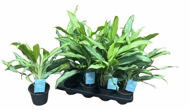 <h4>AGLAO WHITE LANCE</h4>