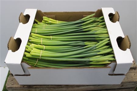 <h4>Narcis Stand Value/bos X40</h4>