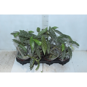 BEGONIA MACULATA SILVER SPOT C13
