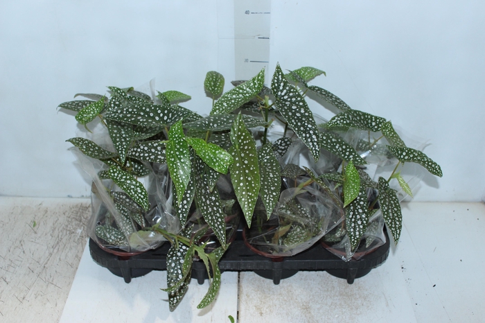 <h4>BEGONIA MACULATA SILVER SPOT C13</h4>