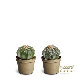 ASTROPHYTYM MYRIOSTIGMA