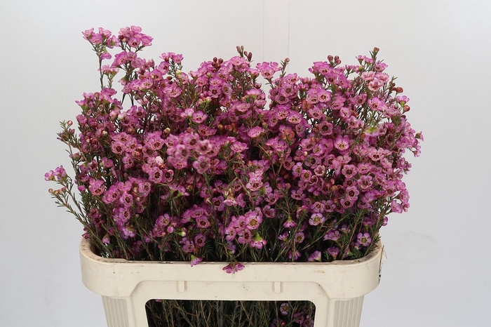 <h4>Chamelaucium Adi</h4>