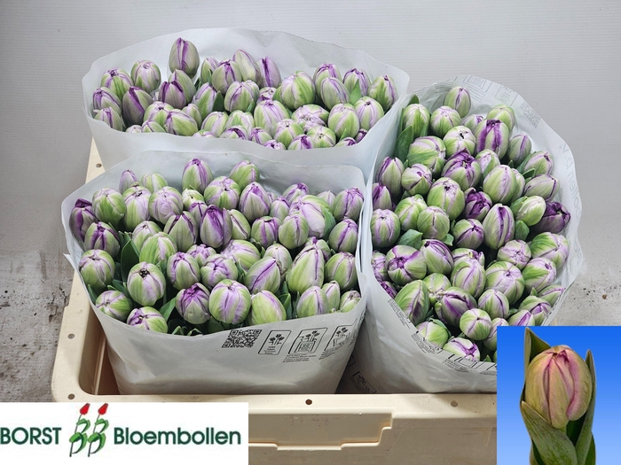 <h4>TU DU SAIGON DOUBLE</h4>