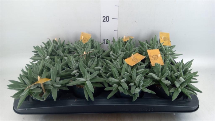 <h4>Crassula  'Kraaiepootje'</h4>
