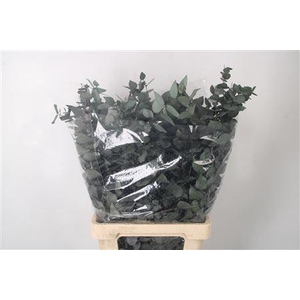 Stabi Stuartiana Green Per Bunch