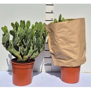 OPUNTIA