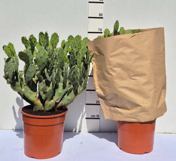 <h4>OPUNTIA</h4>