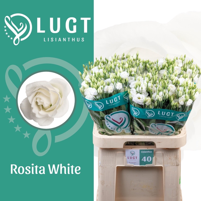 <h4>EUS G ROSI  WHITE</h4>