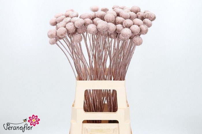 <h4>CRAS KLB H%</h4>