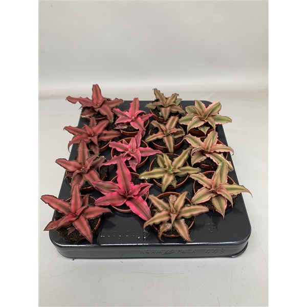 <h4>Cryptanthus mix</h4>