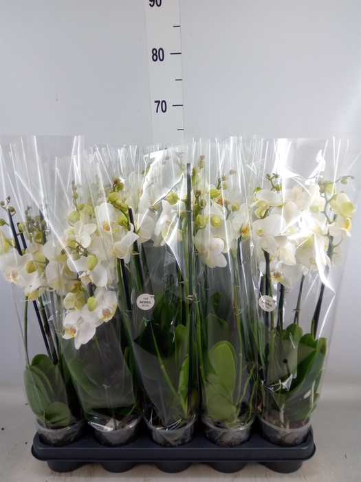 <h4>Phalaenopsis   ...white</h4>