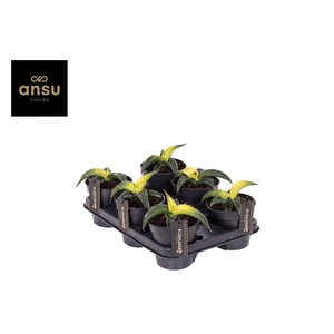 Sansevieria Star Canary