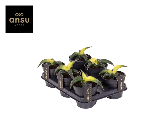 <h4>Sansevieria Star Canary</h4>