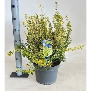 EUONYMUS FO EM GOLD