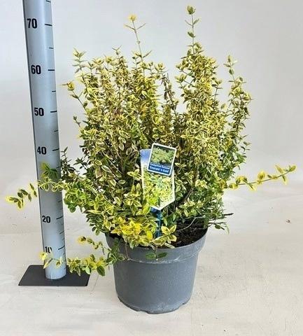 <h4>EUONYMUS FO EM GOLD</h4>