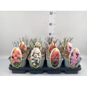 Rosa FL 'Spelarosa Crystal Fairy'