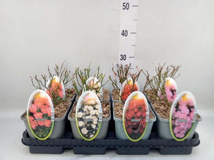 <h4>Rosa FL 'Spelarosa Crystal Fairy'</h4>